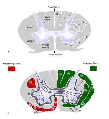 Cervical Spine Anatomy: Overview, Gross Anatomy