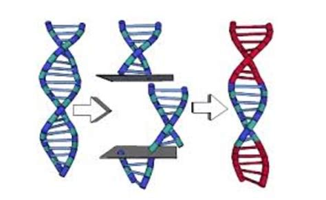 Biotech: Cloning timeline | Timetoast timelines