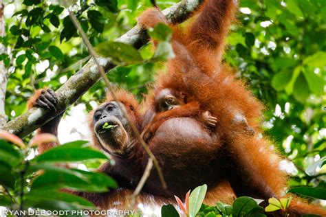 Gunung Leuser National Park | Sumatra | RYAN DEBOODT PHOTOGRAPHY