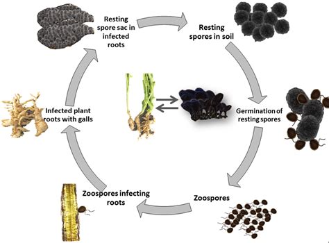 Life cycle of P. brassicae and club like gall formation on the roots of... | Download Scientific ...