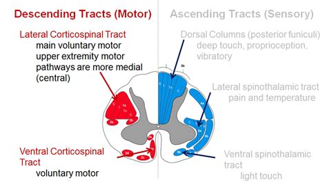 Spinal Cord Anatomy Structure Tracts And Function Kenhub Spinal | The Best Porn Website