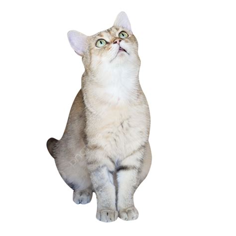 Cat Meowing Png Transparent Images Free Download Vector Files Pngtree ...