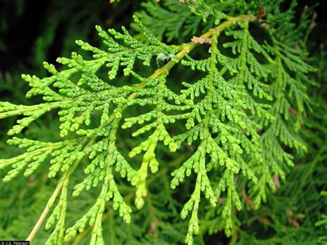 Port Orford Cedar: Rare Conifer with Unique Foliage