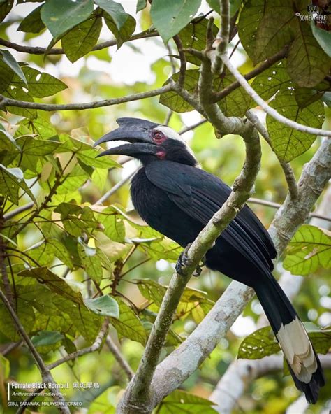 Black Hornbill - BirdForum Opus | BirdForum