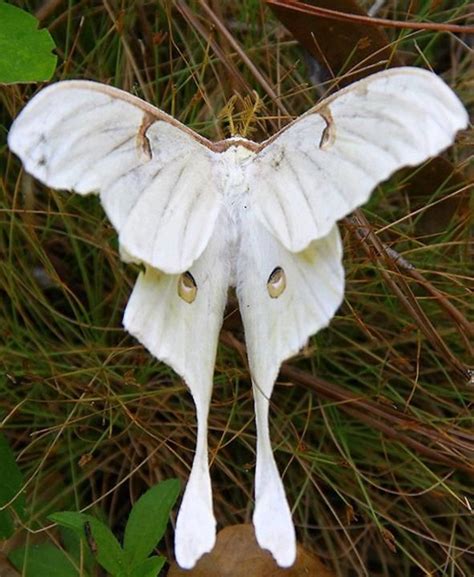 White Moon Moth | Butterfly | Pinterest | Moth, Insects and Animal