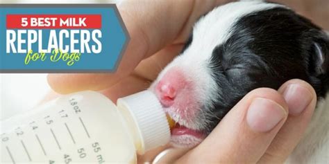 Top 5 Best Puppy Milk Replacer Brands (For Puppies' Growth)