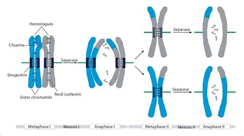 The stepwise loss of cohesion in meiosis is regulated by shugoshin ...