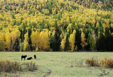 Pasture land stock photo. Image of pasture, grass, kanas - 6944104