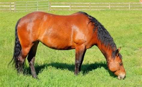 What is a Gaited Horse? Breeds, Types of Gaits & FAQs Answered