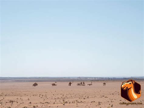 The History and Current Situation of Feral Camels in Australia