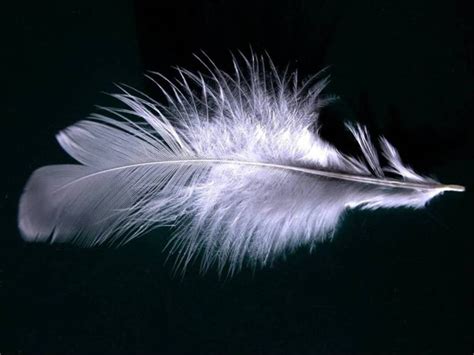 Beautiful Wallpapers for Desktop: Feather wallpapers hd