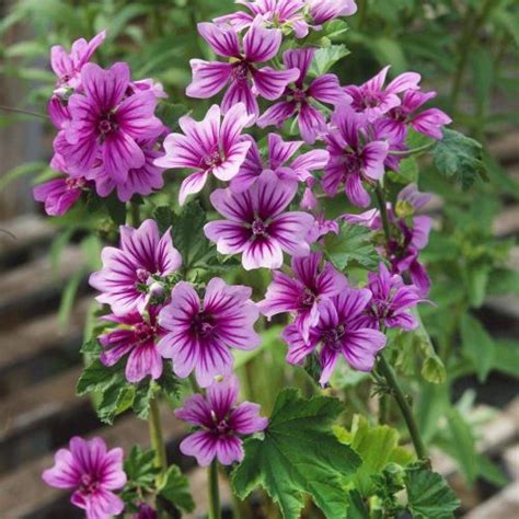 Malva sylvestris mix seeds buy at www.seedsnpots.com