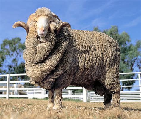 8,600+ Merino Sheep Stock Photos, Pictures & Royalty-Free Images - iStock