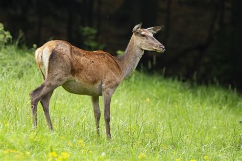 Premium Photo | Red deer hind looking aside and listening in summer