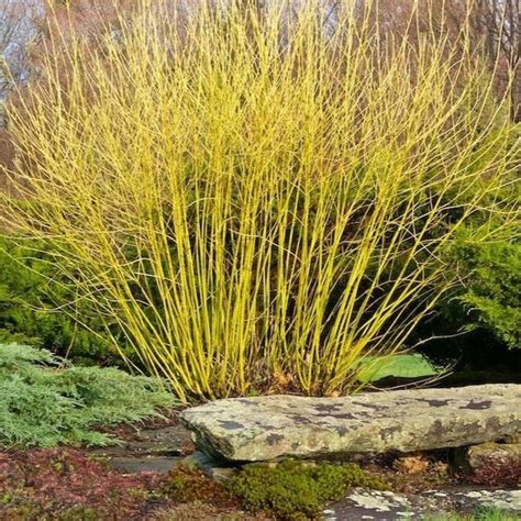 Yellow Twig Dogwood | Amazing Vivid Golden Color - PlantingTree