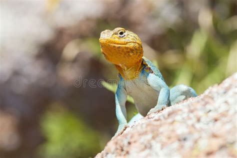 Collared Lizard in Breeding Colors Stock Image - Image of boomer, behaviors: 83202529