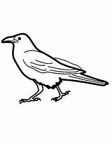 Crow Coloring Pages Free Printable PDF sketch template