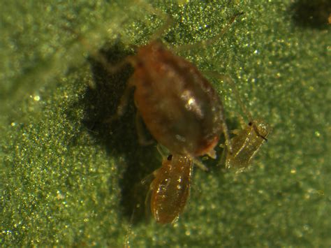 Scouting for Green Peach Aphids in Tobacco | NC State Extension