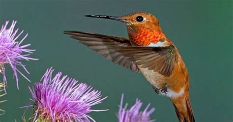 Arizona hummingbird festivals