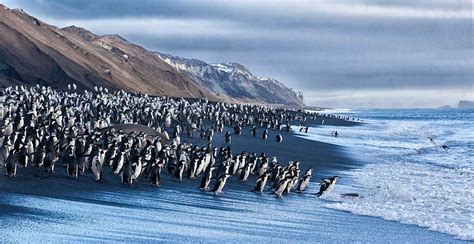 Chinstrap Penguins at Bailey Head, Deception Island | Deception island, Earth pictures, Island