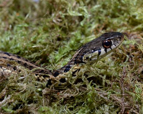 Virginia Living Museum | Identifying Common Snakes | Virginia Living Museum