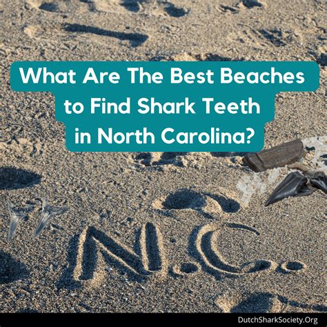 What Are The Best Beaches to Find Shark Teeth in North Carolina ...