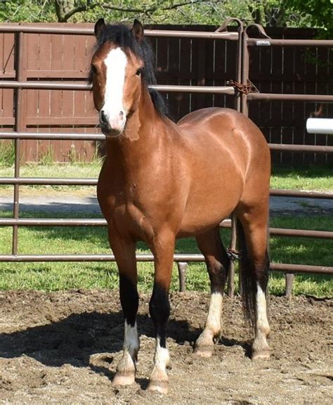 Welsh Pony Guide: What You Should Know? - All Pet Care