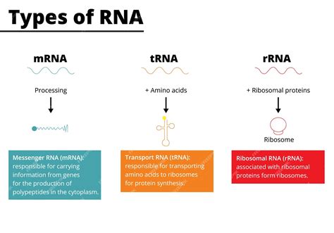 Premium Vector | Types of RNA messenger RNA mRNA transport RNA tRNA ribosomal RNA rRNA Vector ...