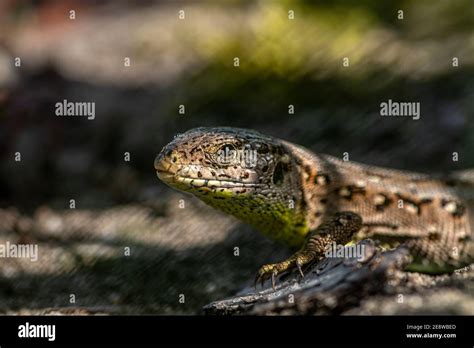 Sand lizard in the mating season Stock Photo - Alamy