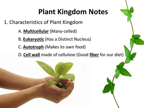 PPT - Plant Kingdom Notes 1. Characteristics of Plant Kingdom A. Multicellular (Many-celled ...