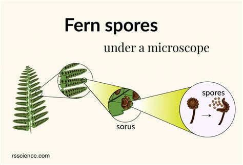 Fern Spores Under a Microscope - Rs' Science