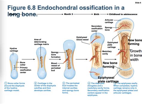 PHYL141 - Endochondral Ossification Diagram | Quizlet