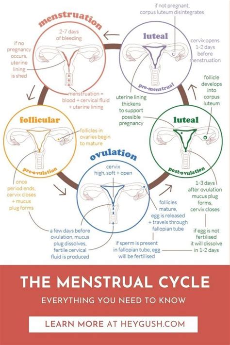 Stages Of The Menstrual Cycle Diagram