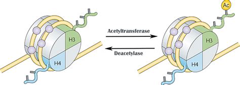 Histone Acetylation Proteins, Histone Modification Proteins - Epigenetics