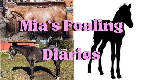 My Broodmare’s Feed Routine | Mia’s Foaling Diaries 1/27/2023 - YouTube