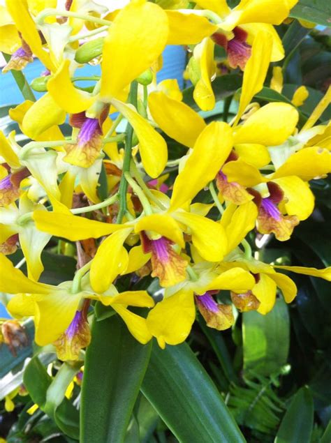 fresh yellow orchid