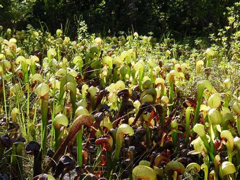 wild_Darlingtonia_californica - Carnivorous Plant Resource