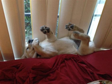 36 Dogs That Are Just Too Pooched To Even Care | Viralscape