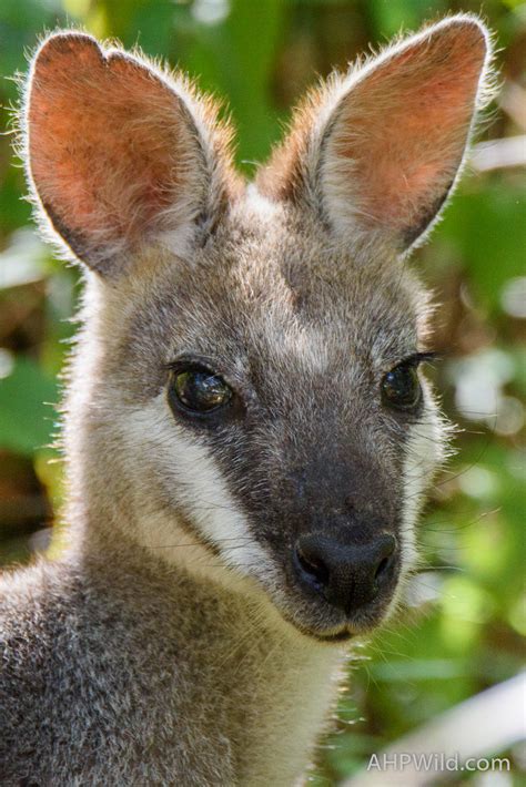 Whiptail Wallaby – AHP Wild