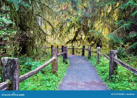 Trail Through The Hoh Rainforest Stock Image | CartoonDealer.com #117017905