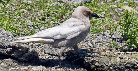 Why this super-rare Lower Mainland crow has white feathers and a black ...