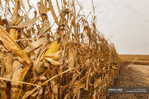 Ear of corn on a plant in a corn field ready for harvest, near Nerstrand; Minnesota, United ...