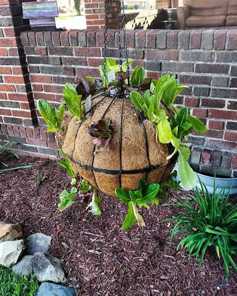 5 DIY Lettuce Globe Planter Ideas | Balcony Garden Web