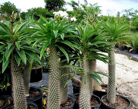 „Madagaskar Palm” (Pachypodium Lamerei) (ID: 9113) - DobreNasiona.com