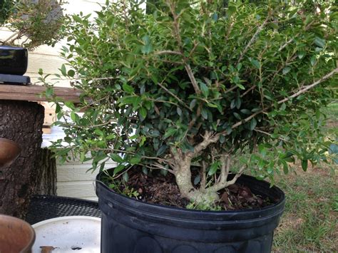 Dwarf Yaupon Holly.... | Bonsai Nut