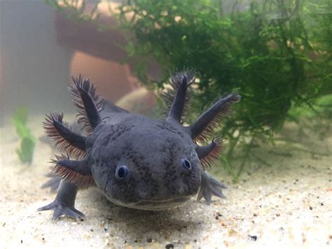 Black Axolotl: A Beginner’s Guide with Pics, Cost to Buy, and Care Info - Animal Hype