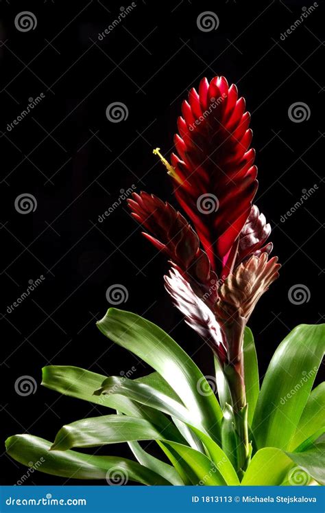 Bromelia stock image. Image of botanical, black, leaves - 1813113