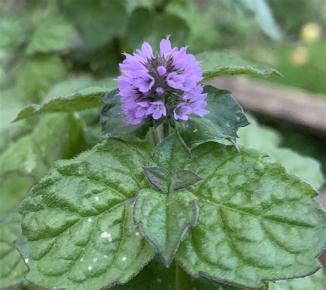 Mentha x piperita f. officinalis var. ‘Aura’ – Mintopia