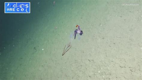 Translucent Cockatoo Squid Stuns Scientists | The Weather Channel