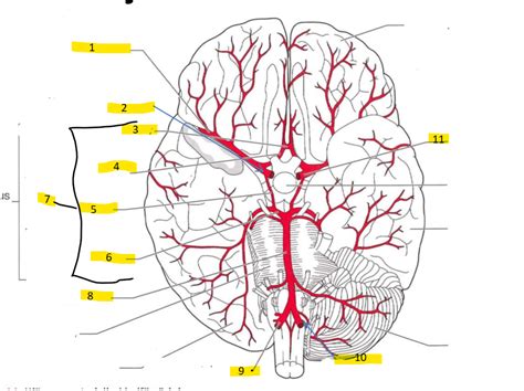 Arteriae encephalon Diagram | Quizlet